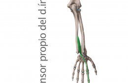 Músculo Extensor Propio Dedo Índice