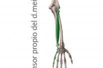 Músculo Extensor Propio Dedo Meñique