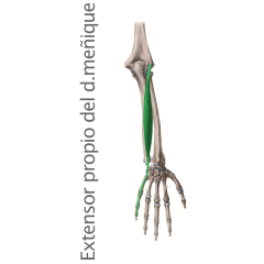 Músculo Extensor Propio Dedo Meñique