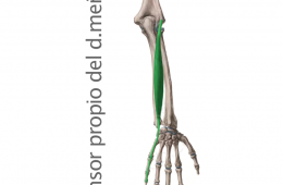 Músculo Extensor Propio Dedo Meñique