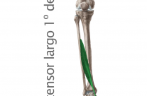 Músculo extensor largo del primer dedo