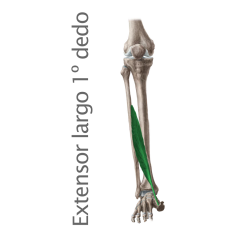 Músculo extensor largo del primer dedo