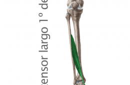 Músculo extensor largo del primer dedo