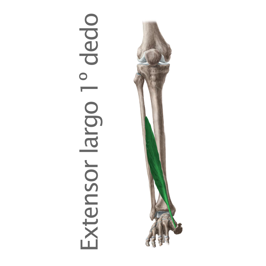 Extensor largo del primer dedo 