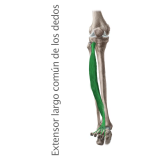 Músculo Extensor largo común de los dedos