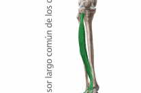 Músculo Extensor largo común de los dedos