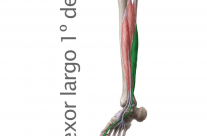 Músculo Flexor largo del dedo gordo