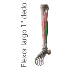 Músculo Flexor largo del dedo gordo