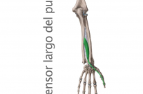 Músculo Extensor Largo del Pulgar