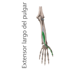 Músculo Extensor Largo del Pulgar