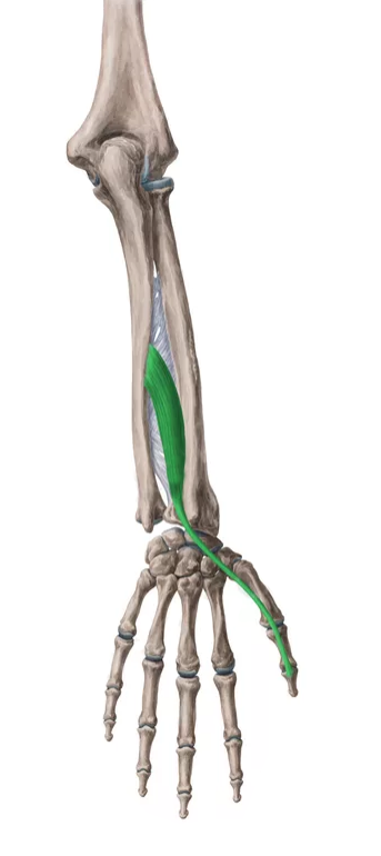 Vista 2 Extensor largo del pulgar