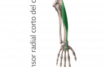 Músculo Extensor Radial Corto o Segundo Radial
