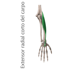 Músculo Extensor Radial Corto o Segundo Radial