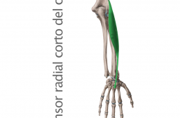 Músculo Extensor Radial Corto o Segundo Radial