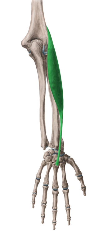 Vista 2 Extensor radial corto del carpo