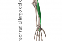 Músculo Extensor Radial Largo o Primer Radial