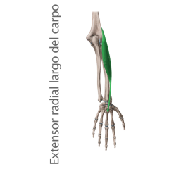 Músculo Extensor Radial Largo o Primer Radial