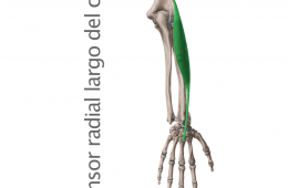 Músculo Extensor Radial Largo o Primer Radial