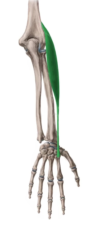 extensor-radial-largo-carpo