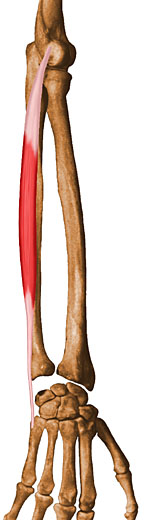 extensor carpiulnaris