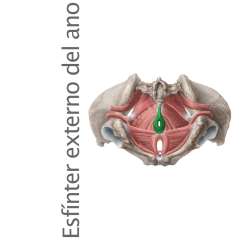 Músculo Esfinter Externo del Ano