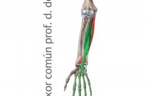 Músculo Flexor Largo Profundo Común de los dedos