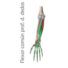 Músculo Flexor Largo Profundo Común de los dedos