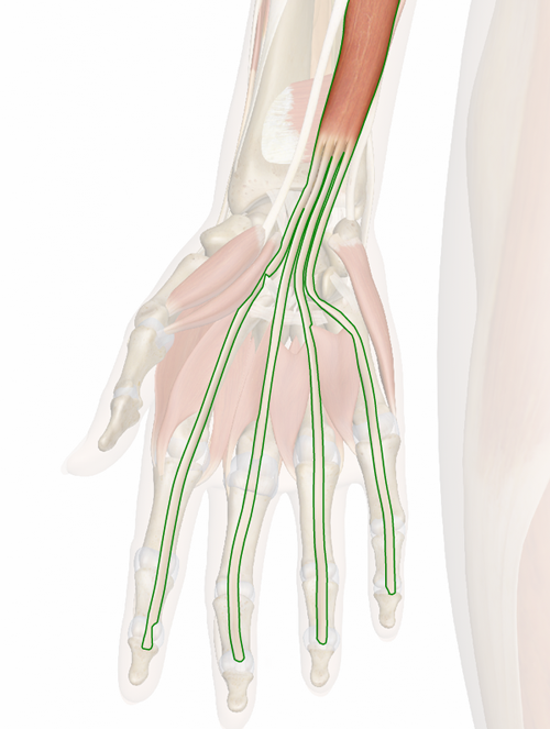Vista 3 Flexor común profundo de los dedos