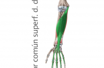Musculo Flexor Largo Superficial Comun de los dedos