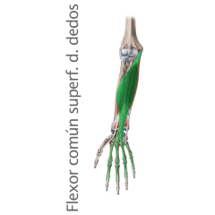 Músculo Flexor Comun Superficial de los Dedos