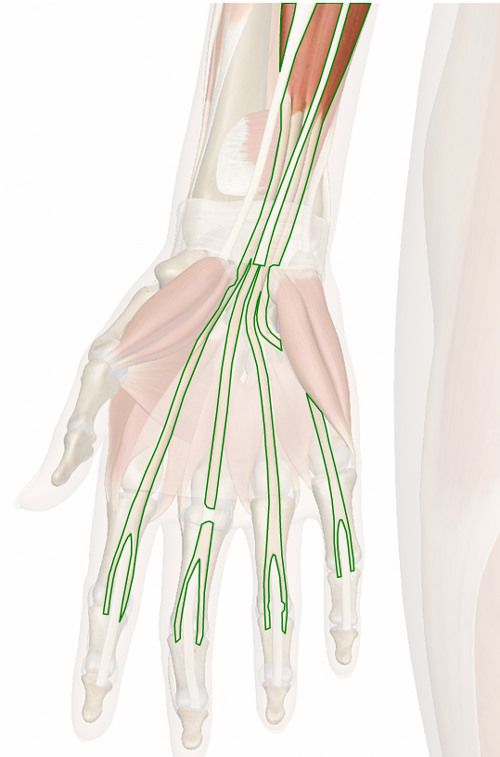 Vista 3 Flexor común superficial de los dedos