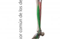 Músculo Flexor común de los dedos