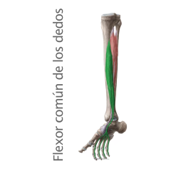 Músculo Flexor común de los dedos