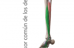 Músculo Flexor común de los dedos
