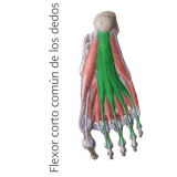 Músculos Flexor Corto Comun de los Dedos