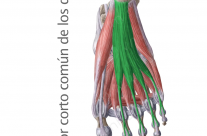 Músculos Flexor Corto Comun de los Dedos