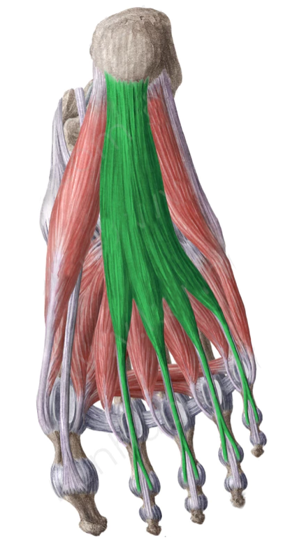 Vista 2 Flexor común corto de los dedos