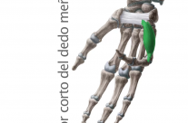 Músculo Flexor Corto del Meñique