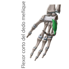 Músculo Flexor Corto del Meñique