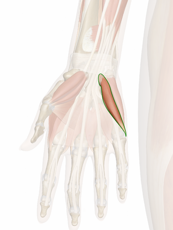 Vista 3 Flexor corto del meñique