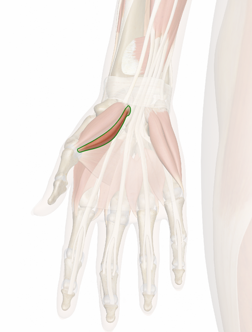 Vista 3 Flexor corto del pulgar