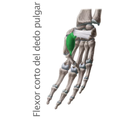 Músculo Flexor Corto del Pulgar