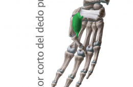 Músculo Flexor Corto del Pulgar