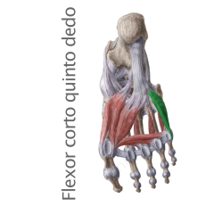 Músculo Flexor Corto del Quinto Dedo