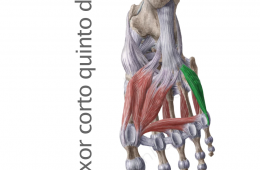 Músculo Flexor Corto del Quinto Dedo