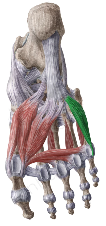 Vista 1 Flexor del quinto dedo