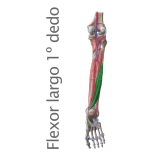 Musculo Flexor Largo del Primer dedo
