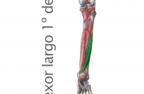 Musculo Flexor Largo del Primer dedo