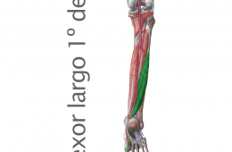 Musculo Flexor Largo del Primer dedo