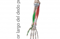 Músculo Flexor Largo del Pulgar